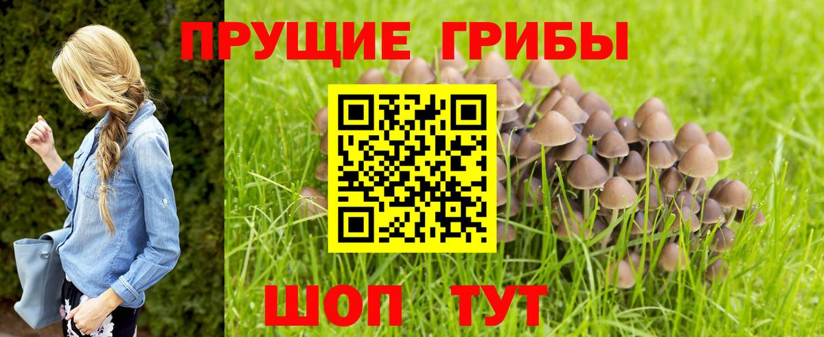 Владимир  Псилоцибиновые грибы ЛСД  Вход с VPN 